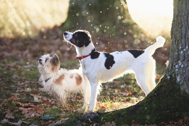 Dogs standing by trees in forest during sunny day - FSIF01060