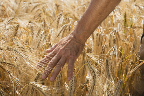 Ausgeschnittenes Bild einer Männerhand, die Weizenpflanzen auf einem Bauernhof berührt - FSIF01146
