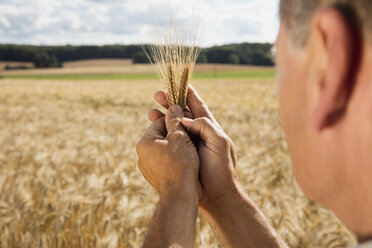 Ausgeschnittenes Bild eines Mannes, der eine Weizenähre auf einem Bauernhof an einem sonnigen Tag hält - FSIF01147