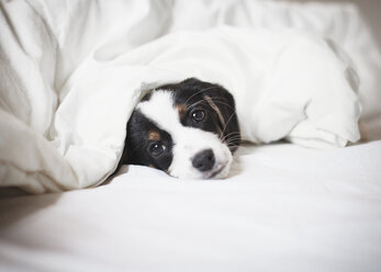 Portrait of puppy covered in blanket on bed - FSIF01277
