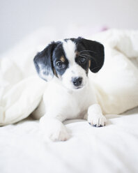 Close-up portrait of puppy covered in blanket on bed - FSIF01279