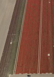 Fernsicht auf Feldfrüchte in einem landwirtschaftlichen Betrieb, Hohenheim, Stuttgart, Baden Württemberg, Deutschland - FSIF01305