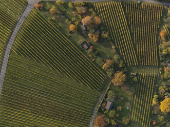 Vollbildaufnahme von Weinbergen in der Herbstlandschaft, Stuttgart, Baden-Württemberg, Deutschland - FSIF01310