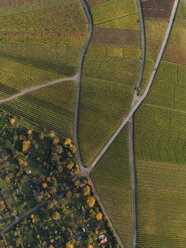Luftaufnahme von Pflanzen auf einem landwirtschaftlichen Feld im Herbst, Stuttgart, Baden-Württemberg, Deutschland - FSIF01315