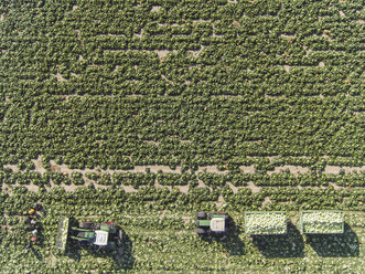 Directly above view of tractors and trailers of cabbage in field, St. Poelten, Austria - FSIF01322