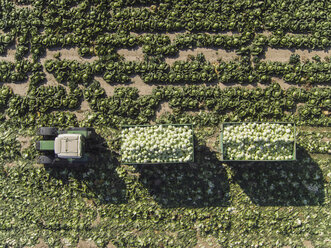 Directly above view of tractor and trailers of cabbage in field, St. Poelten, Austria - FSIF01324
