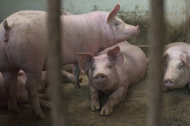 Pigs in enclosure at farm - FSIF01332