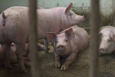 Schweine im Gehege auf dem Bauernhof - FSIF01332