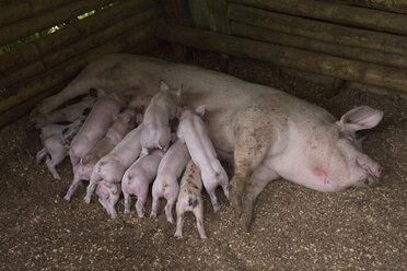 Schwein füttert Ferkel in einer Bucht auf dem Bauernhof - FSIF01333