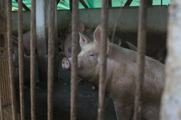 Schweine im Gehege auf dem Bauernhof - FSIF01334