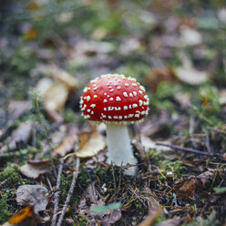 Close-up of fly agaric mushroom growing on land in forest - FSIF01336