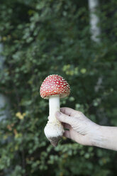 Ausgeschnittenes Bild von Hand mit Fliegenpilz im Wald - FSIF01337