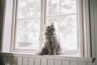 Maine Coon schaut weg, während er auf der Fensterbank sitzt - FSIF01340