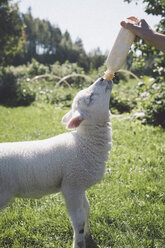 Mann füttert Lamm mit Milchflasche im Gras mit der Hand - FSIF01342