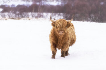 United Kingdom, Scotland, Highlands, highland cattle in winter, snow - SMAF00934