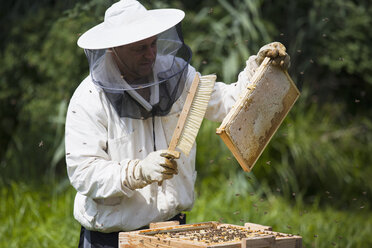 Imker bürstet Bienen vom Rahmen des Bienenstocks auf dem Bauernhof - FSIF01382