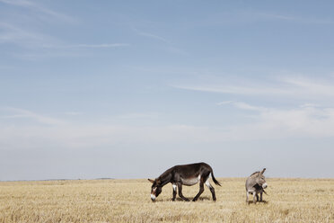 Esel grasen auf einem Feld gegen den Himmel - FSIF01480