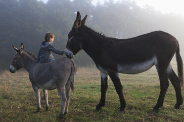 Rückansicht eines Mädchens, das ein Maultier berührt, während es auf einem Esel auf einem Feld sitzt - FSIF01481