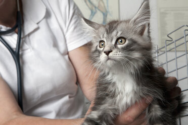 Mittelteil eines Tierarztes, der eine Katze in der Klinik hält - FSIF01485