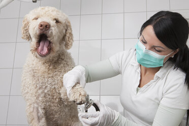 Hund öffnet das Maul, während der Tierarzt in der Klinik die Nägel schneidet - FSIF01486