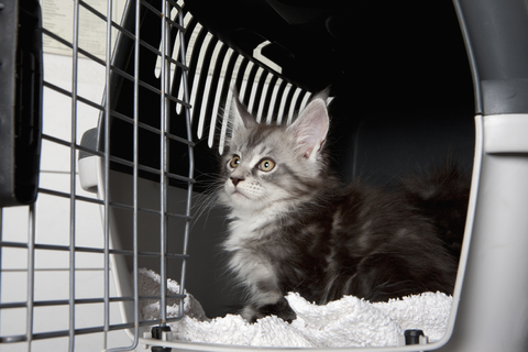 Katze schaut weg, während sie in der Tierklinik sitzt, lizenzfreies Stockfoto