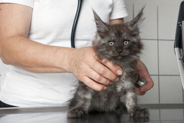 Mittelteil eines Tierarztes, der eine Katze in der Klinik untersucht - FSIF01488