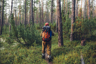 Rear view of hiker walking in forest - FSIF01504