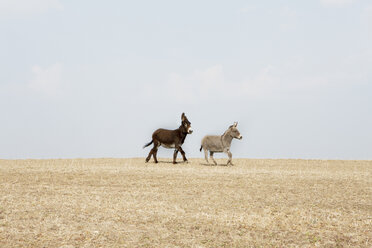 Seitenansicht von Eseln, die auf einem landwirtschaftlichen Feld gegen den Himmel laufen - FSIF01532