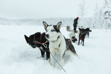 Schlittenhunde auf schneebedeckter Landschaft gegen den Himmel - FSIF01540