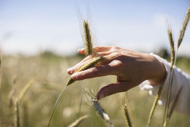 Cropped image of woman's hand touching wheat crop at field - FSIF01660