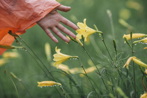 Cropped Bild der Hand berühren nassen gelben Blumen während der Regenzeit - FSIF01821