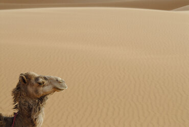 Seitenansicht eines Kamels in Erg Chebbi, Marokko - FSIF01879