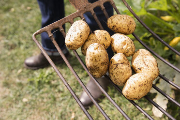 Tiefschnitt eines Mannes mit Kartoffeln auf einer Gartengabel im Garten - FSIF02186