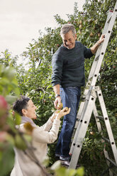 Happy man on ladder picking pears from tree with woman in orchard - FSIF02187