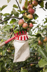 Niedriger Blickwinkel auf Obstpflücker unter Äpfeln im Obstgarten - FSIF02190