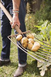 Tiefschnitt eines Mannes mit Kartoffeln auf einer Gartengabel im Garten - FSIF02198