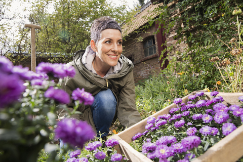 Glückliche Frau pflanzt lila Blumen im Hinterhof, lizenzfreies Stockfoto