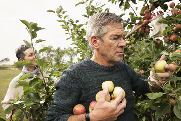 Ehepaar pflückt Äpfel vom Baum im Obstgarten - FSIF02201