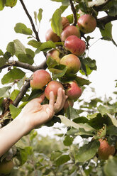 Abgeschnittene Hand einer Frau, die in einem Obstgarten einen Apfel vom Baum pflückt - FSIF02204