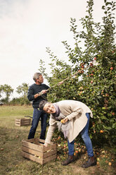 Cheerful couple picking apples in orchard - FSIF02206