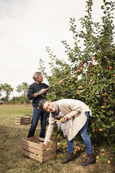 Fröhliches Paar beim Äpfelpflücken im Obstgarten - FSIF02206