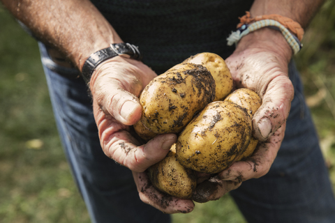 Mittelteil eines Mannes mit schmutzigen Kartoffeln im Garten, lizenzfreies Stockfoto