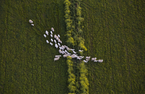 Direkt über der Aufnahme von Schafen, die auf einem grasbewachsenen Feld laufen, lizenzfreies Stockfoto