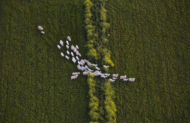 Direkt über der Aufnahme von Schafen, die auf einem grasbewachsenen Feld laufen - FSIF02295