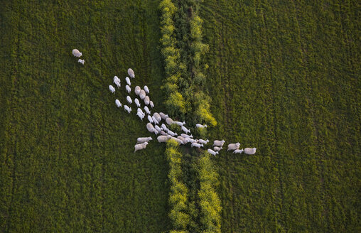 Directly above shot of sheep walking on grassy field - FSIF02295