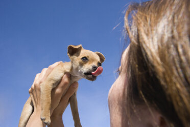 Frau hält einen Chihuahua-Welpen - FSIF02334