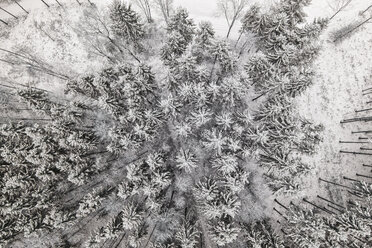 Germany, Bavaria, Conifers in winter from above - MAEF12534
