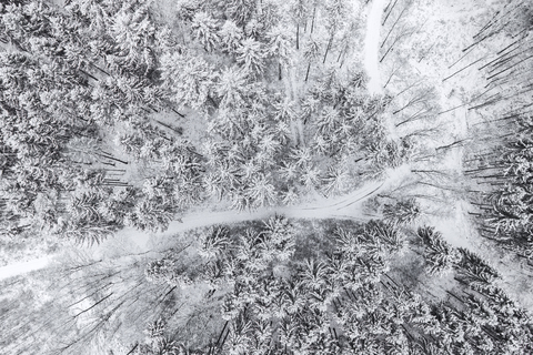 Deutschland, Bayern, Koniferen im Winter von oben, lizenzfreies Stockfoto