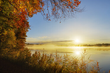 Germany, Bavaria, Upper Bavaria, Toelzer Land, Lake Kirchsee at sunrise in autumn - SIEF07730