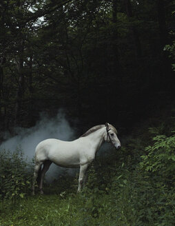 Ein weißes Pferd im Wald - FSIF02473
